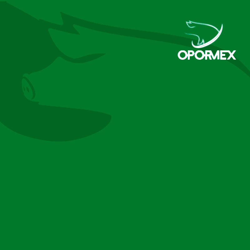 Crecimiento de la porcicultura mexicana supera el comportamiento general de la economía nacional.